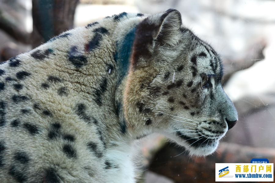 西寧野生動(dòng)物園豹館煥新改造完成